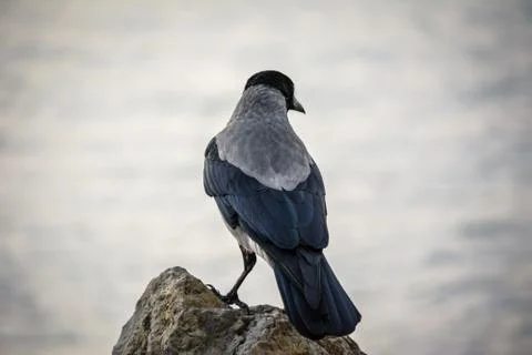 Crow on the rock Stock Photos