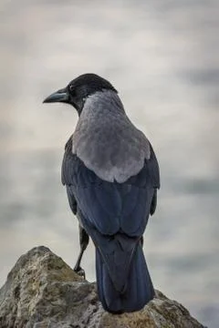 Crow on the rock Stock Photos