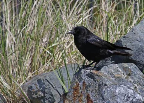 Crow on a Rock Stock Photos