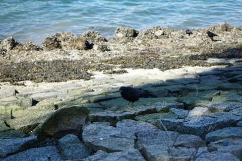 A crow on the rock Stock Photos