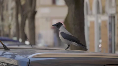 Crow on the roof of a car in rome 4K 50fps 動画素材 238668053