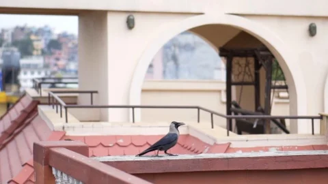 Crow on rooftop balcony in slow motion Video stock 91135838