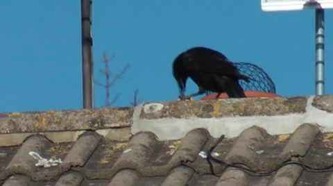 Crow on a rooftop having stolen a full fatball from a garden bird feeder. Stock Footage 2912918