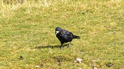 Crow, Rook, bird, foraging in grass and moss looking for ants. Stock Footage 118467595