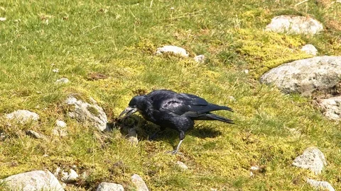 Crow, Rook, bird, pulling at grass and moss looking for ants. Stock Footage 118467770