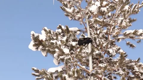 Crow (Rook) crowing to mark its territory. Black crows on a tree. smart bird Stock Footage 172216155