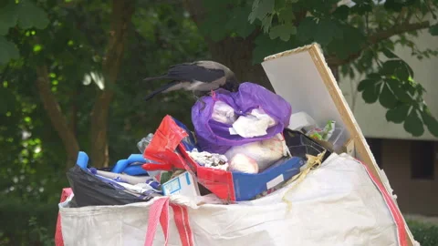 Crow rummages in the garbage can in 4k slow motion 60fps Stock Footage 165455676