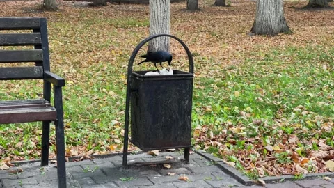 A crow rummages through a trash can in a park Video stock 329091214