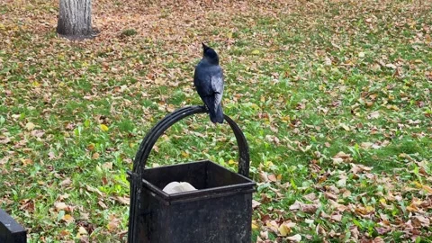 A crow rummages through a trash can in a park 스톡 동영상 329091227