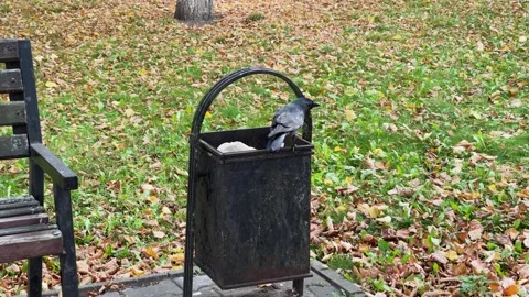 A crow rummages through a trash can in a park Video stock 329091242