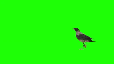 Crow rund from right to left and stays there. Stock Footage 38733782