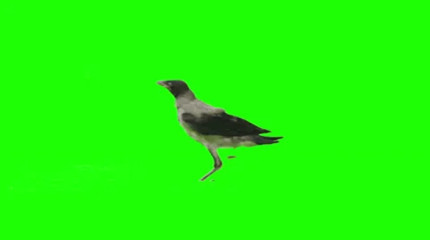 Crow runs from right to left and stays there. Stock Footage 38733752