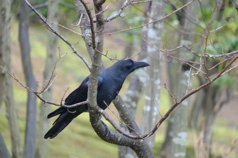 The Crow on Sakura tree Stock Photos
