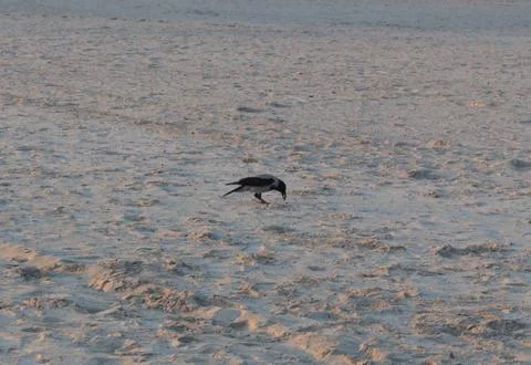 Crow on the sand at the beach Stock Photos