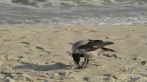 Crow on a sandy beach eating bread. Stock Footage 80576678