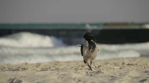 Crow on the sandy beach goes to the camera. Stock Footage 80576505