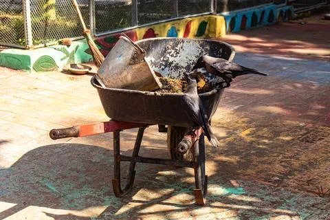 Crow scavenging trash inside Chattogram Zoo Stock Photos