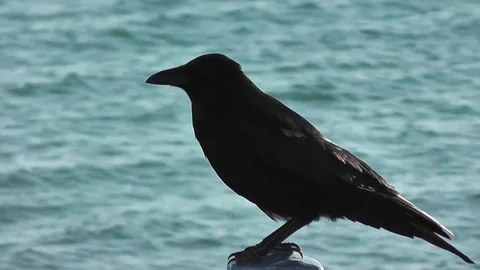 Crow by the Sea Stock Footage 75930389