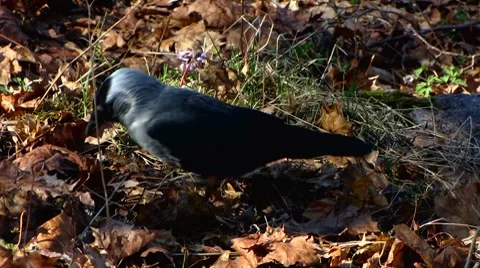 Crow searching insect between dry leaves. Stock Footage