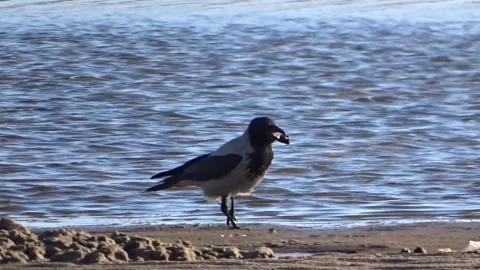  A crow on the seashore Stock Footage 277094793