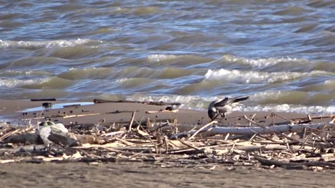  A crow on the seashore Stock Footage 277094799