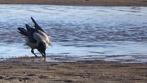  A crow on the seashore Stock Footage 277094834