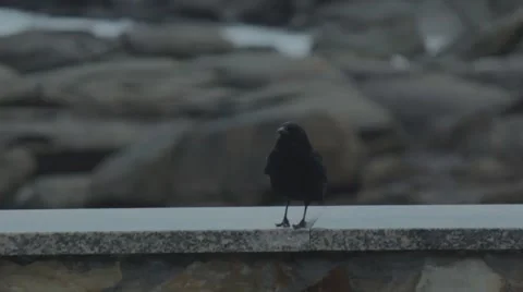 Crow by the seaside, with a background of rocks and crushing waves. Video stock 46861845