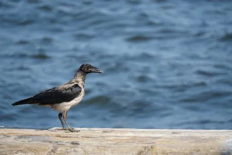 Crow at the seaside close up view Foto stock