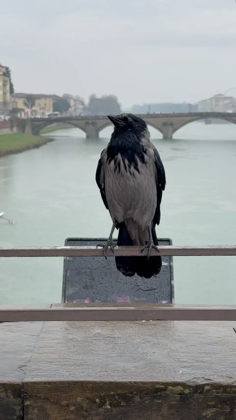 Crow shaking its head in slow motion under the rain Stock Footage 327144632