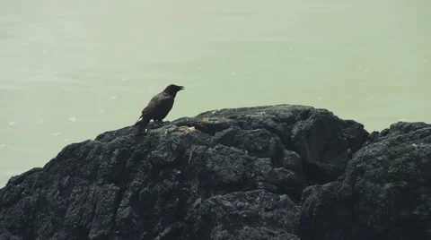 Crow on Shore Boulder Eating Fish Scrap Slow Motion Stock Footage 39931815