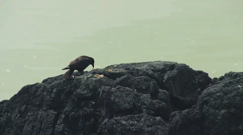 Crow on Shore Boulder Eating Fish Scrap Faster Slow Motion Stock Footage 39931982