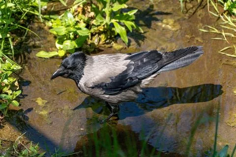 Crow in side view in water . Stock Photos