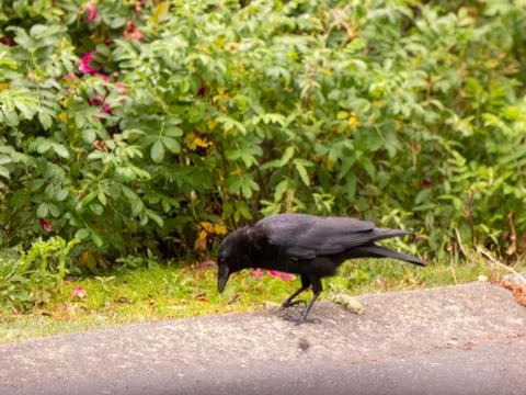 A crow on the sidewalk Stock Photos