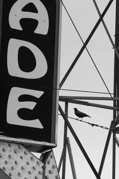 Crow on Sign Stock Photos