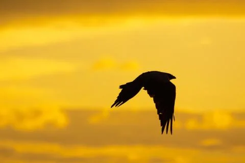 Crow silhoette Stock Photos