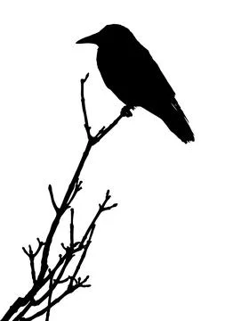 Crow silhouette perched on a bare branch Stock Illustration