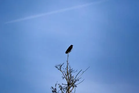 Crow silhouette perched on bare branches against clear blue sky Stock Photos