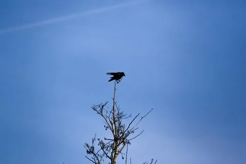 Crow silhouette perched on bare branches against clear blue sky Stock Photos
