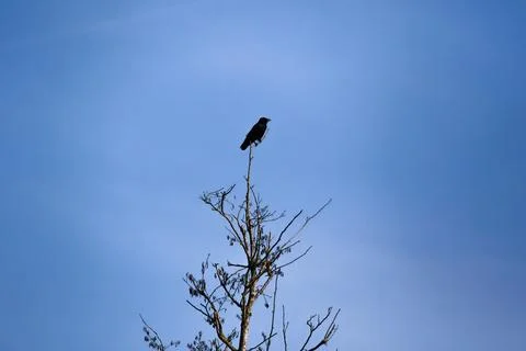 Crow silhouette perched on bare branches against clear blue sky Stock Photos