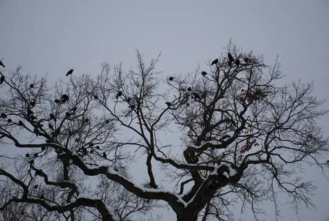 Crow silhouette perched on bare tree branches against cloudy winter sky Stock Photos