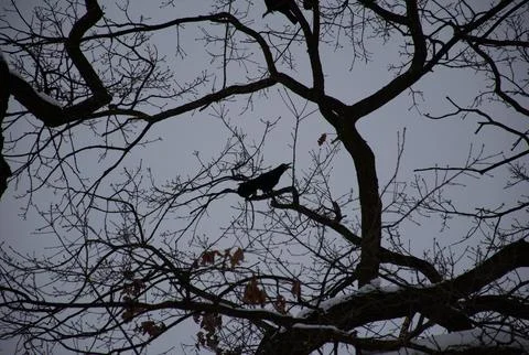 Crow silhouette perched on bare tree branches against cloudy winter sky Stock Photos