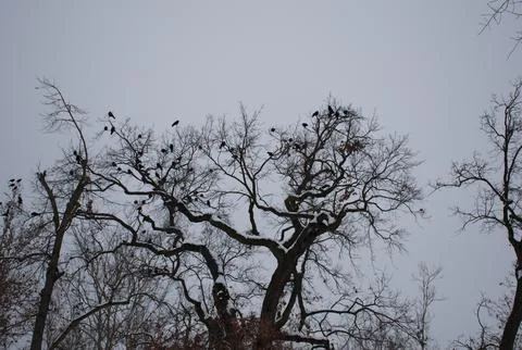Crow silhouette perched on bare tree branches against cloudy winter sky Stock Photos
