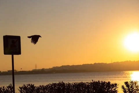 Crow Silhouette 스톡 사진