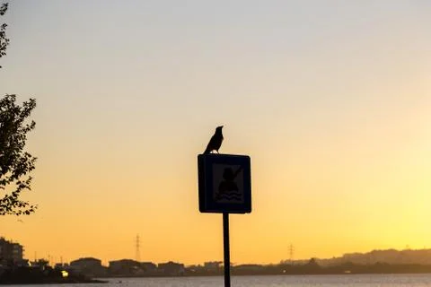 Crow Silhouette Fotos Stock