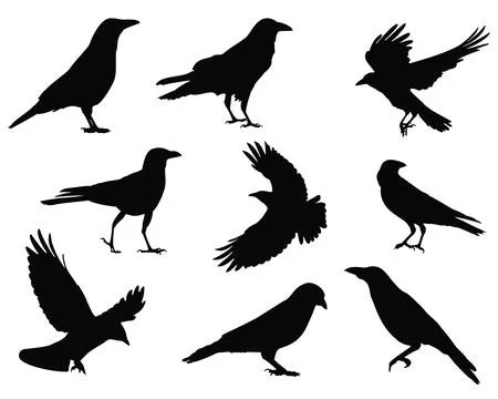 CROW SILHOUETTE VECTOR ART Stock Illustration