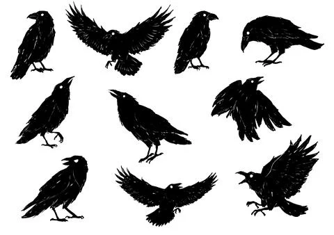 Crow silhouettes set, black ink collection of various crows and ravens on a.. Stock Illustration