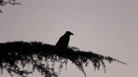 Crow Silhoutte Stock Footage 220840618