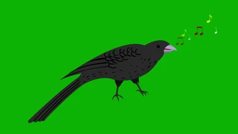 Crow Singing Animation – Green Screen. Crow singing with musical notes coming  Video stock 325495517