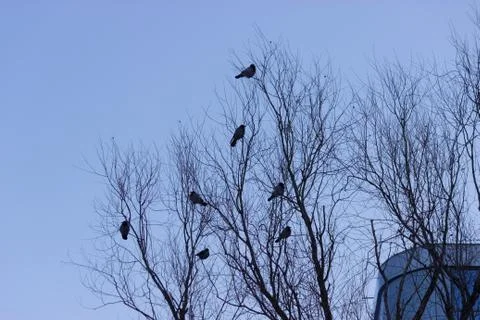 Crow sit on dead tree trunk Stock Photos