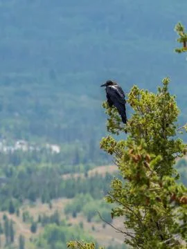 Crow sit on the top of the tree Stock Photos